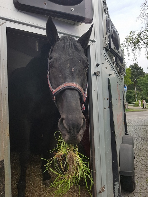 Конный спорт